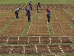 Adopsi FCTC: Ancaman Bagi Industri Tembakau, Pemerintah Harus Jaga Kedaulatan RI