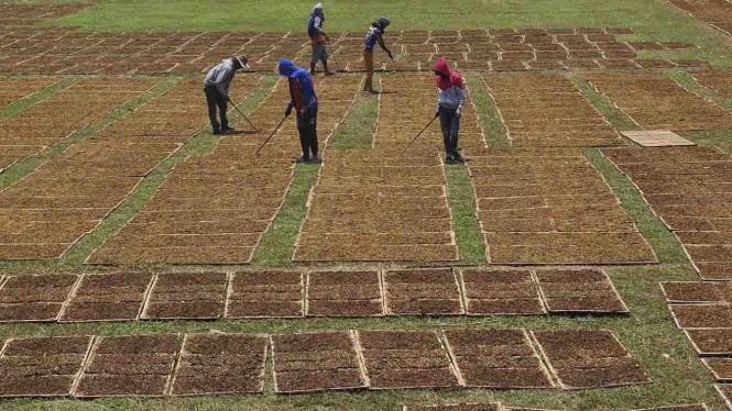 Adopsi FCTC: Ancaman Bagi Industri Tembakau, Pemerintah Harus Jaga Kedaulatan RI