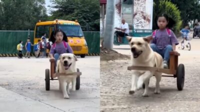 Anak ini Viral karena Dijemput Anjing Peliharaan Setiap Pulang Sekolah