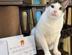 Kucing Kertanegara Dapat Hadiah Mewah dari Kedubes China, Netizen Tercemburu!