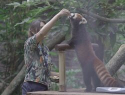 Menyaksikan Keberadaan Red Panda di Batu Secret Zoo Malang: Hewan Langka yang Hampir Punah